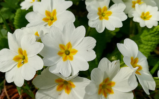 White flowers yellow centers garden 6 - a garden area free wallpaper