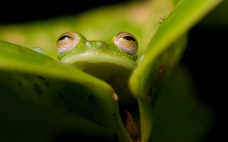 Sad frog on leaf macro - a frog free wallpaper