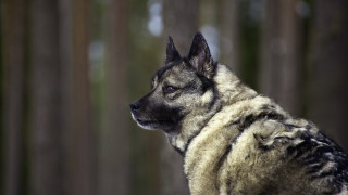 Dog coat woods shiba inu - a coat free wallpaper for desktop