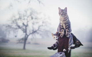 Cat post field trees surreal - surrealism free wallpaper