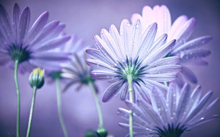 Flower water droplets purple blurry - water droplet free wallpaper