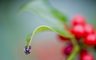 Flower water drops green stem - red berry free wallpaper