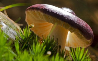 Purple mushroom tree branch forest - a mushroom free wallpaper