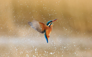 Colorful bird flying aurora fireworks - wing free wallpaper for desktop