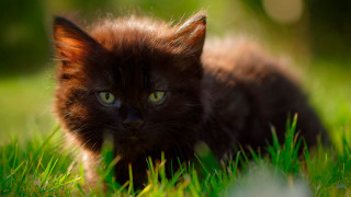 Black cat green eyes gothic 4 - anne nasmyth free wallpaper