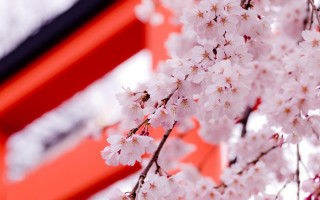 Pink cherry blossoms mount fuji - a red roof free wallpaper