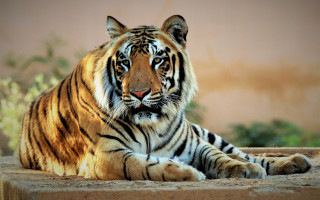 Tiger laying cement slab plant - farid mansour free wallpaper