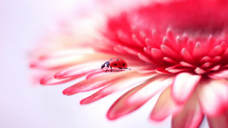 Ladybug pinkflower macro blurry background - a lady bug free wallpaper