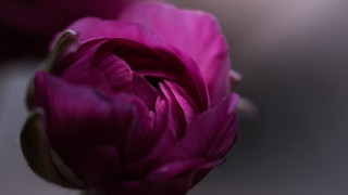 Flower macro blurry background rococo - a close up of a flower free wallpaper for desktop