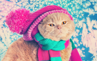 Cat pink green hat scarf - top of it free wallpaper