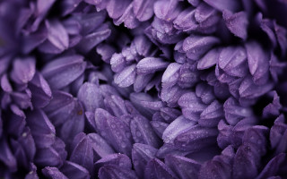 Purple flower water droplets macro 14 - aquirax uno free wallpaper