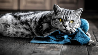 Black cat sad eyes wooden - a towel free wallpaper