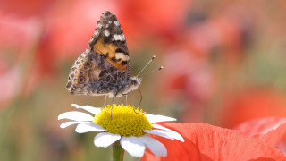 Butterfly flower field red white - a butterfly free wallpaper for desktop