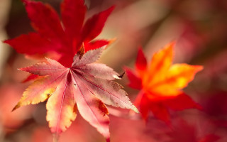 Red yellow leaf autumn blurry - color field free wallpaper