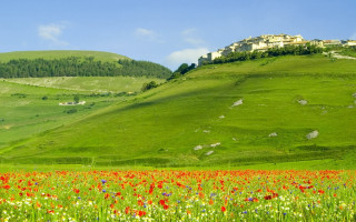 Flower field hill house blue - a blue sky in the foreground free wallpaper