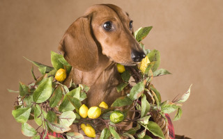 Dog lemons wreath glamor arcimboldo - its neck free wallpaper
