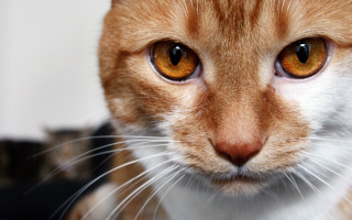 Cat orange eyes white nose - orange eye free wallpaper