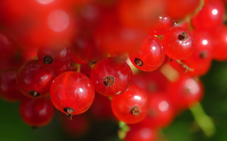 Red berries water droplets nature - red berry free wallpaper