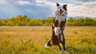Dog jumping frisbee autumn nature - elke vogelsang free wallpaper