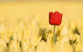 Red tulip yellow field blue - dirck van der lisse free wallpaper