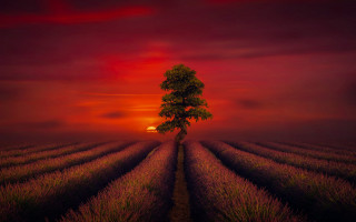 Lone tree sunset red sky - a red sky in the background free wallpaper