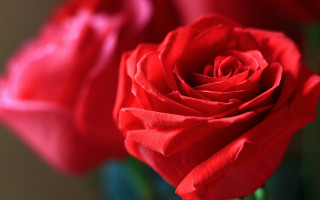 Red rose closeup water droplets - petal and a blurry background free wallpaper