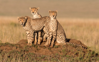 Cheetah mound wildlife rayonism puzzle - wild free wallpaper