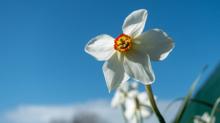 White flower blue sky daisy - dirck van der lisse free wallpaper