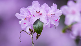 Pink flower green leaf purple - stem free wallpaper