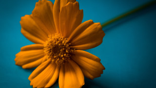 Yellow flower blue surface green - a blue surface free wallpaper