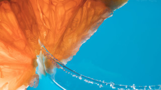 Orange flower water droplets blue - jellyfish free wallpaper