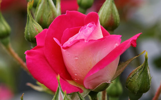 Pink rose water droplets blurry - a pink rose free wallpaper