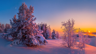 Snowy landscape trees sunset orange - tree and a sunset in the background free wallpaper