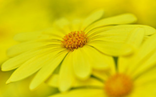 Yellow flower macro bokeh focus - a yellow flower free wallpaper