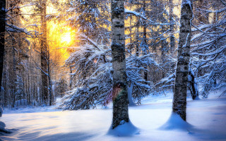 Snowy forest bench sunlight autumn - a snowy forest free wallpaper