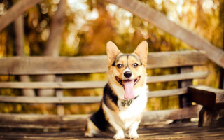 Shiba inu dog bench autumn - a wooden bench free wallpaper