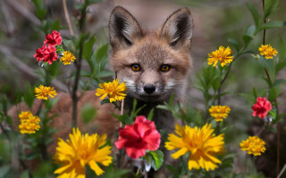 Fox flower field daisies bokeh - a fox free wallpaper for desktop