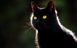 Black cat yellow eyes gothic 9 - a black cat free wallpaper for desktop