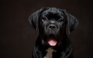 Black dog tongue out eye - a white spot free wallpaper