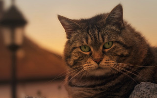 Cat green eyes rock lamppost - green eye free wallpaper