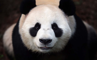 Panda nose ring portrait black - emperor huizong of song free wallpaper