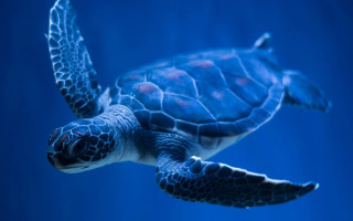 Turtle swimming underwater blue hologram - aquirax uno free wallpaper