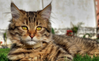 Cat grass collar eyes blurry - a collar free wallpaper