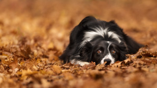 Black white dog leaves autumn 2 - a pile of leaves free wallpaper