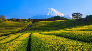 Yellow flower field mountain path - japan aimitsu free wallpaper