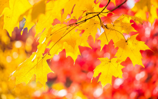 Tree yellow leaves autumn blurry 3 - yellow leaf free wallpaper