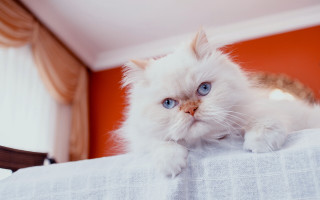 White cat blue eyes bed - a red wall behind free wallpaper