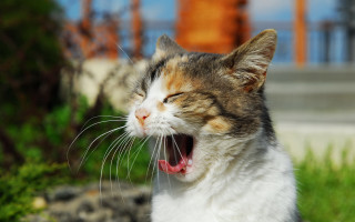 Cat yawning grass outdoor nature - the grass outside free wallpaper