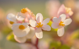 Daisy yellow flower bokeh macro - a yellow center free wallpaper