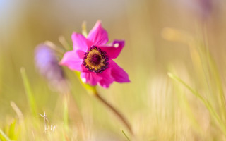Pink flower yellow center grass 2 - other flower free wallpaper